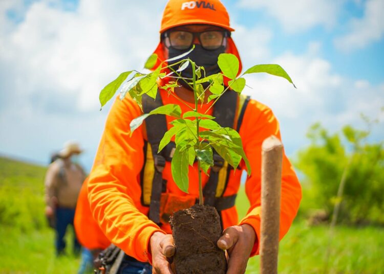 Medio Ambiente trabaja en la reforestación de 13 zonas en el país