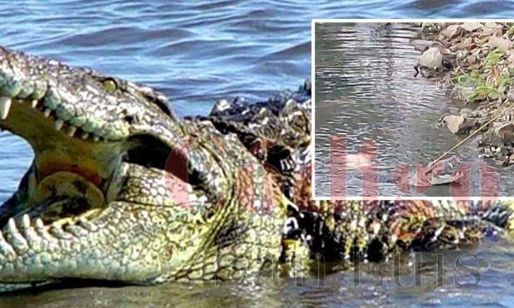 Advertencia, imágenes fuertes: Este es el momento en que un cocodrilo arrastra y devora a una mujer que lavaba ropa en un río