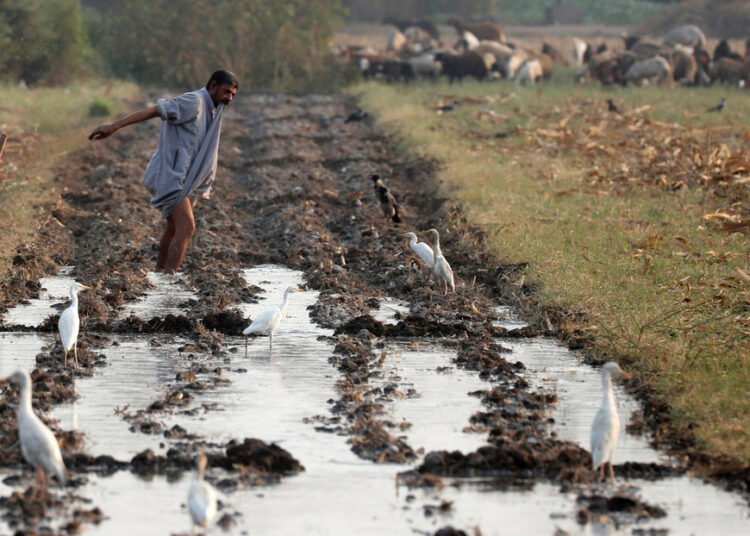 Un agricultor egipcio encuentra por casualidad una estela faraónica de 2 mil 600 años de antigüedad