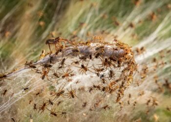 (VIDEO) Un manto de telarañas cubre una región australiana después de las fuertes lluvias e inundaciones