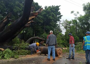 Árbol caído sobre carretera Panamericana provoca tráfico vehicular pesado
