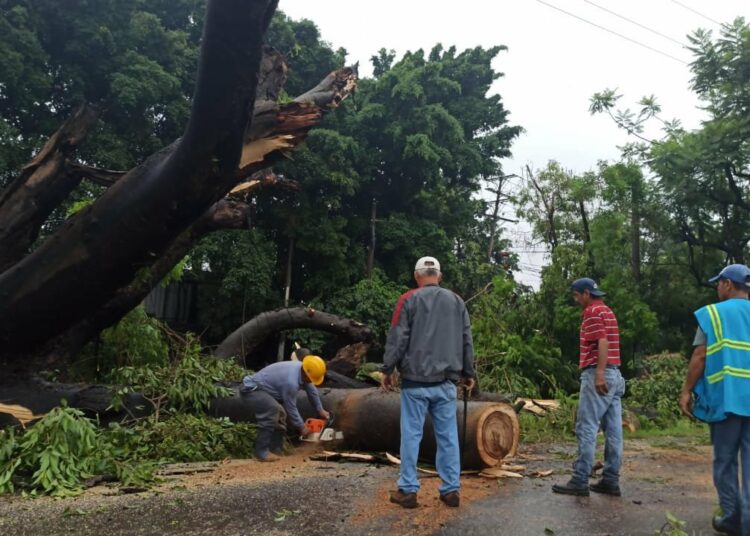 Árbol caído sobre carretera Panamericana provoca tráfico vehicular pesado
