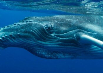 Una ballena se tragó a un hombre y luego lo escupió vivo