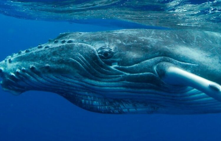 Una ballena se tragó a un hombre y luego lo escupió vivo