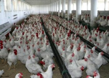 China confirma primer contagio humano de cepa de gripe aviar H10N3