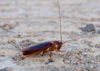 Un hombre lleva a una cucaracha herida a un hospital veterinario en Tailandia