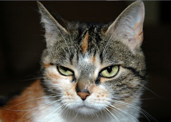 (VIDEO) Un gato celoso ‘silencia’ a su dueña para evitar que llame a otra mascota