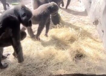 La impresionante reacción de un grupo de gorilas al descubrir que una serpiente los «visitó» dentro de su jaula