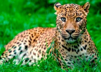 Un fotógrafo capta a un leopardo perfectamente camuflado entre el paisaje y reta a buscarlo