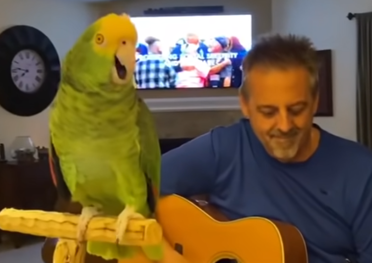 (VIDEOS) Un loro canta rock clásico con acompañamiento de guitarra y se vuelve popular en Youtube 
