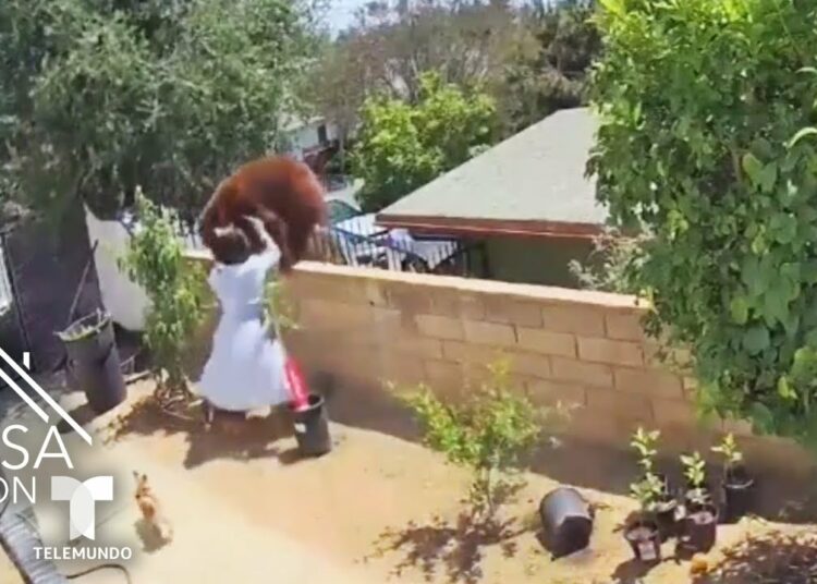 (VIDEO) Una mujer empuja a un enorme oso pardo para proteger a sus perros