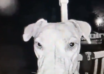 (VIDEO) Una perrita se escapa por siete horas, regresa a su casa en la madrugada y toca el timbre de la puerta