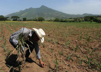 Ministerio de Agricultura lanza nueva herramienta «Mapeo Digital de Suelos»