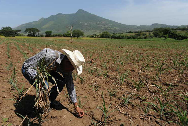 Ministerio de Agricultura lanza nueva herramienta «Mapeo Digital de Suelos»