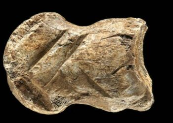 Hallan un hueso tallado por neandertales hace más de 51.000 años que obliga a revisar el origen del arte
