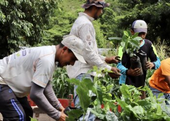 Se inicia entrega de 12.5 millones de plantas para renovar agroecosistema cafetalero