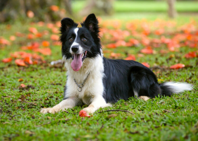 Un estudio sugiere cuál es la raza de perro más inteligente del mundo