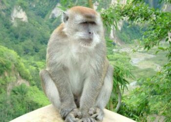 China reportó la primera muerte de un humano por un raro virus que transmiten los monos