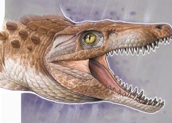 Paleontólogos chilenos y argentinos descubren restos del «abuelo» de los cocodrilos modernos de 148 millones de años