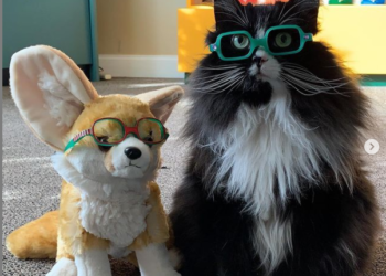 (VIDEO) Una gata que ‘trabaja’ en una clínica oftalmológica infantil ayudando a los niños a relajarse conquista la Red