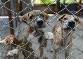 MAG prepara legislación para castigar severamente a maltratadores de animales