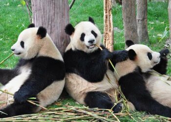 China elimina al oso panda de la lista de especies en peligro de extinción