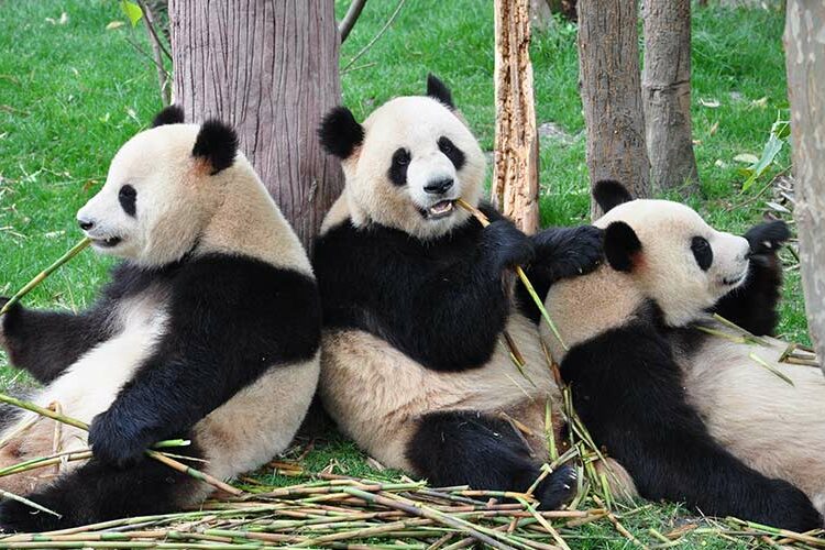 China elimina al oso panda de la lista de especies en peligro de extinción