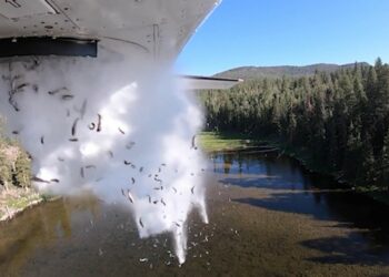 (VIDEO) Autoridades de EE.UU. ‘bombardean’ con miles de peces lagos del estado de Utah para repoblarlos