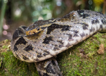 Un compuesto elaborado a partir del veneno de una víbora sudamericana detiene fuertes hemorragias en segundos