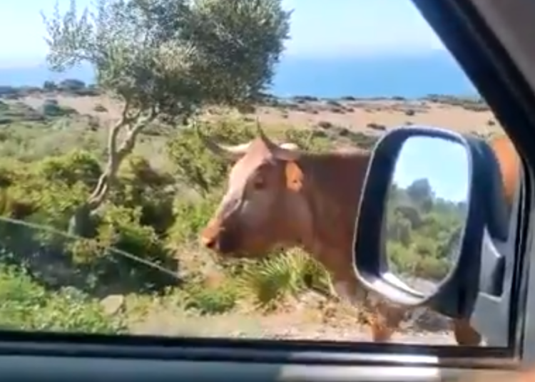 (VIDEO) «Perdona, ¿para Bolonia?»: un conductor le pregunta el camino a una vaca y la reacción del animal no tiene precio