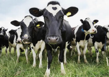 Científicos descubren que las bacterias en el estómago de las vacas pueden descomponer el plástico