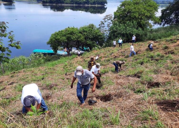 CEL reforesta la Isla de Los Pájaros con más de 400 árboles