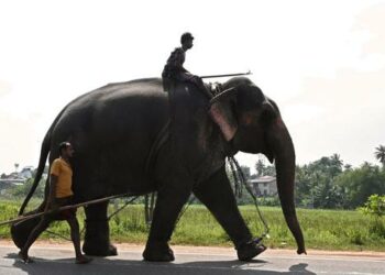 Prohíben a las personas en estado de embriaguez conducir elefantes en Sri Lanka