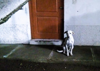 PNC informa que perrita «Kecha» está resguardada en la subdelegación de Aguilares