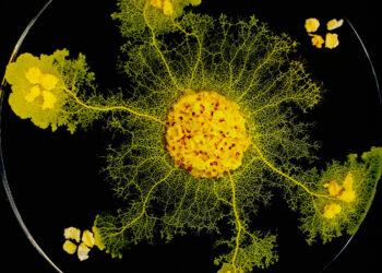 Sin boca, patas ni cerebro, pero capaz de comer, moverse y aprender: cómo es el ‘blob’, el organismo ‘inclasificable’ que han lanzado a la EEI