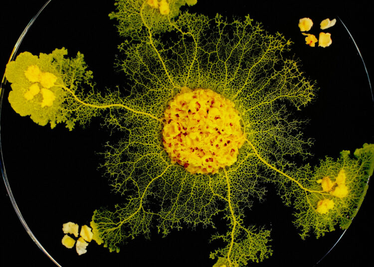 Sin boca, patas ni cerebro, pero capaz de comer, moverse y aprender: cómo es el ‘blob’, el organismo ‘inclasificable’ que han lanzado a la EEI