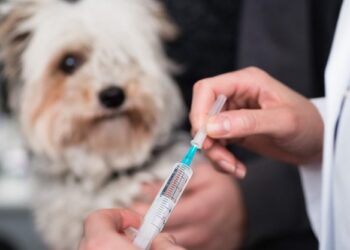 El Salvador implementará iniciativa “Una Sola Salud” para prevenir enfermedades de origen animal