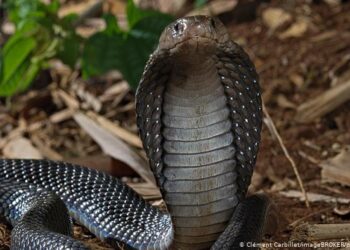 Aparece una cobra de dos cabezas en la India