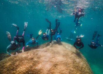 Encuentran el coral vivo más grande de Australia y más antiguo que el propio país