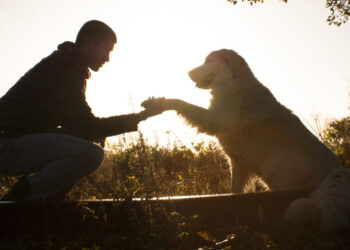Día Internacional del Perro: vuelta al mundo en cuatro patas