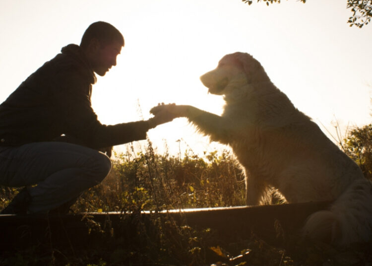 Día Internacional del Perro: vuelta al mundo en cuatro patas
