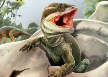 Hallan en Argentina al «abuelo de los lagartos», un reptil que convivió con los dinosaurios hace 230 millones de años