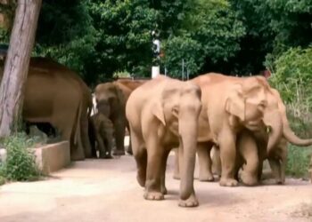 Manada de elefantes regresa a salvo a casa tras más de un año de vagar por China provocando destrozos a su paso