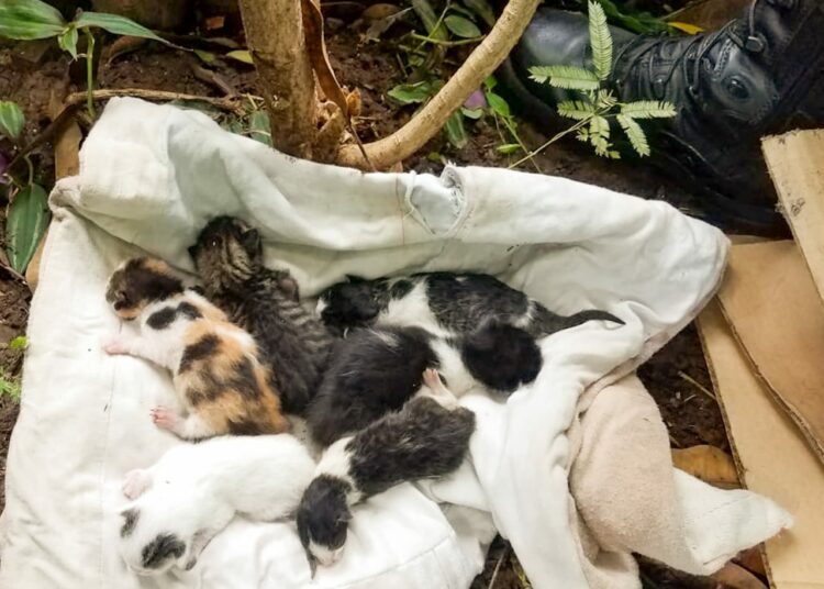 Gatitos en situación vulnerable son rescatados por la PNC