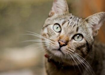 Un gato maúlla pidiendo ayuda para su dueña de 83 años, caída en un barranco, y le salva la vida