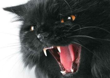 (VIDEO) Un gato planta cara a un oso pardo en un bosque ruso