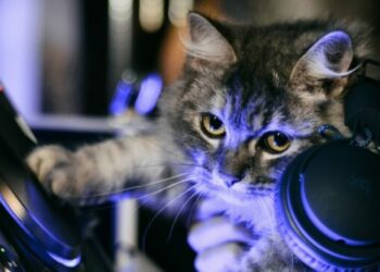 Un gato solo en casa ‘organiza’ una ‘fiesta clandestina’ en España