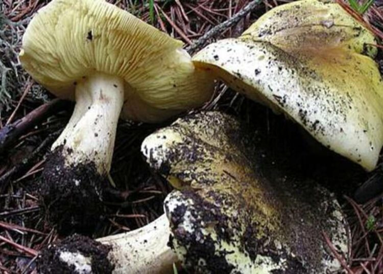 Dos niños afganos que fueron evacuados a Polonia comieron hongos venenosos y necesitan un nuevo hígado