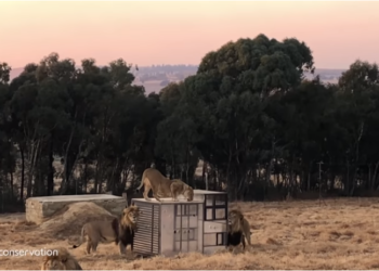 (VIDEO) Un «zoológico inverso» encierra a los visitantes en una jaula y los leones caminan alrededor