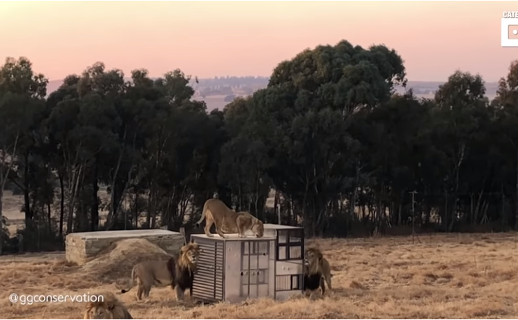 (VIDEO) Un «zoológico inverso» encierra a los visitantes en una jaula y los leones caminan alrededor